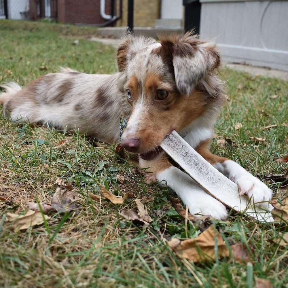Economy Split Elk Antler Dog Chew 3 Count - Grade B/C Natural Organic and Long Lasting Treats Made from Naturally Shed Antlers in The USA