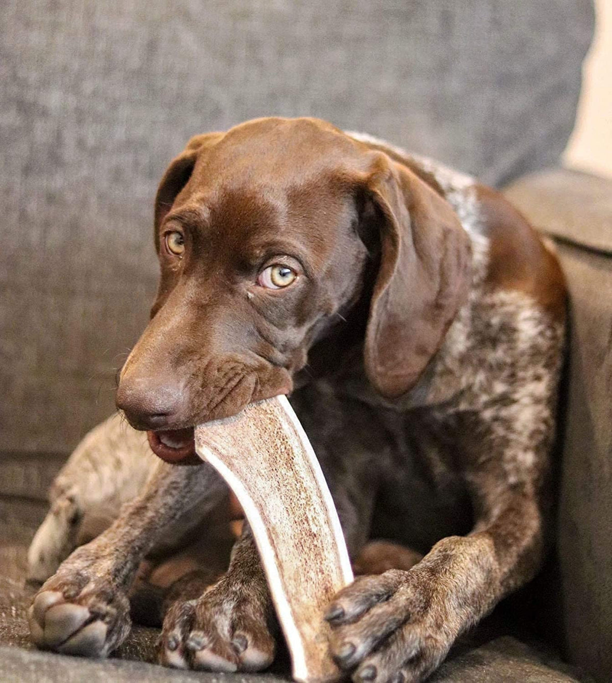 Economy Split Elk Antler Dog Chew 3 Count - Grade B/C Natural Organic and Long Lasting Treats Made from Naturally Shed Antlers in The USA