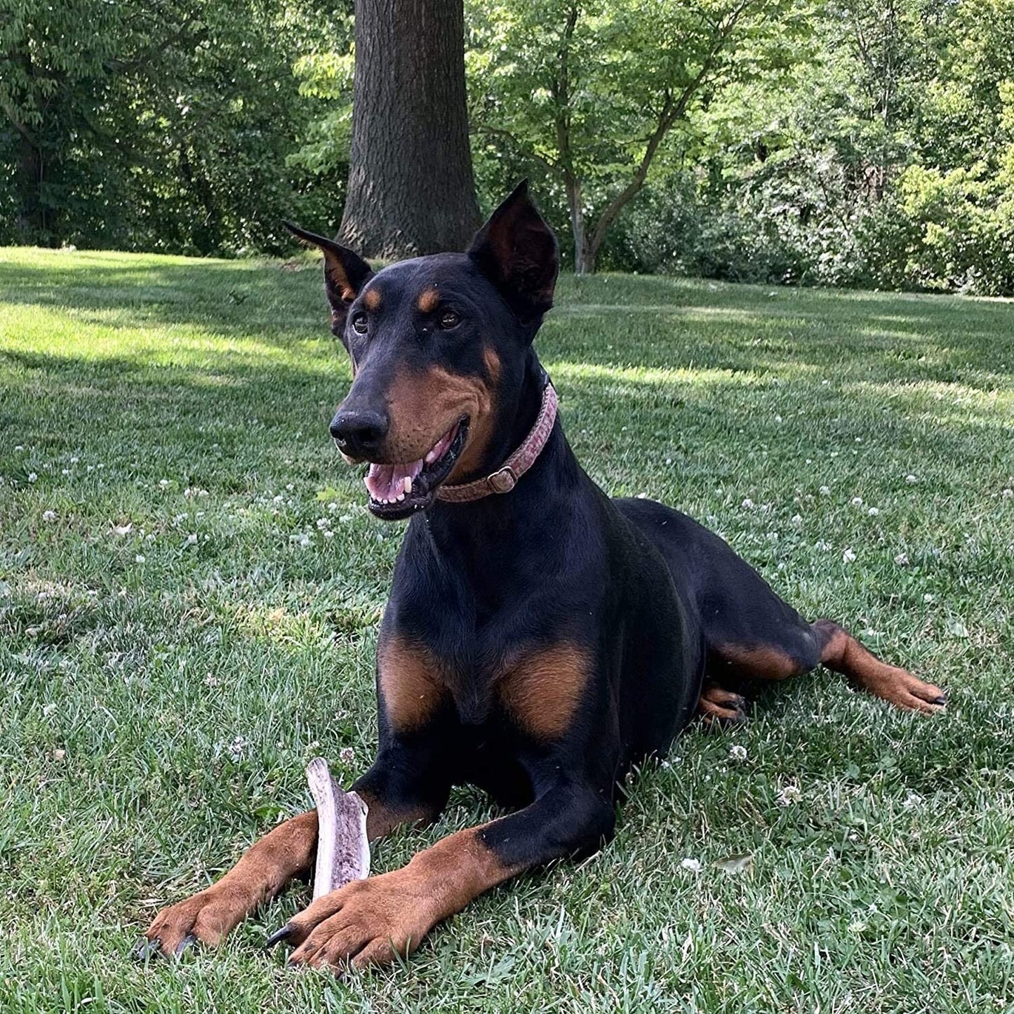 Economy Split Elk Antler Dog Chew 3 Count - Grade B/C Natural Organic and Long Lasting Treats Made from Naturally Shed Antlers in The USA
