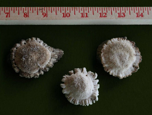 3 ct Xlarge Deer Shed Antler Burrs (antler for craft)