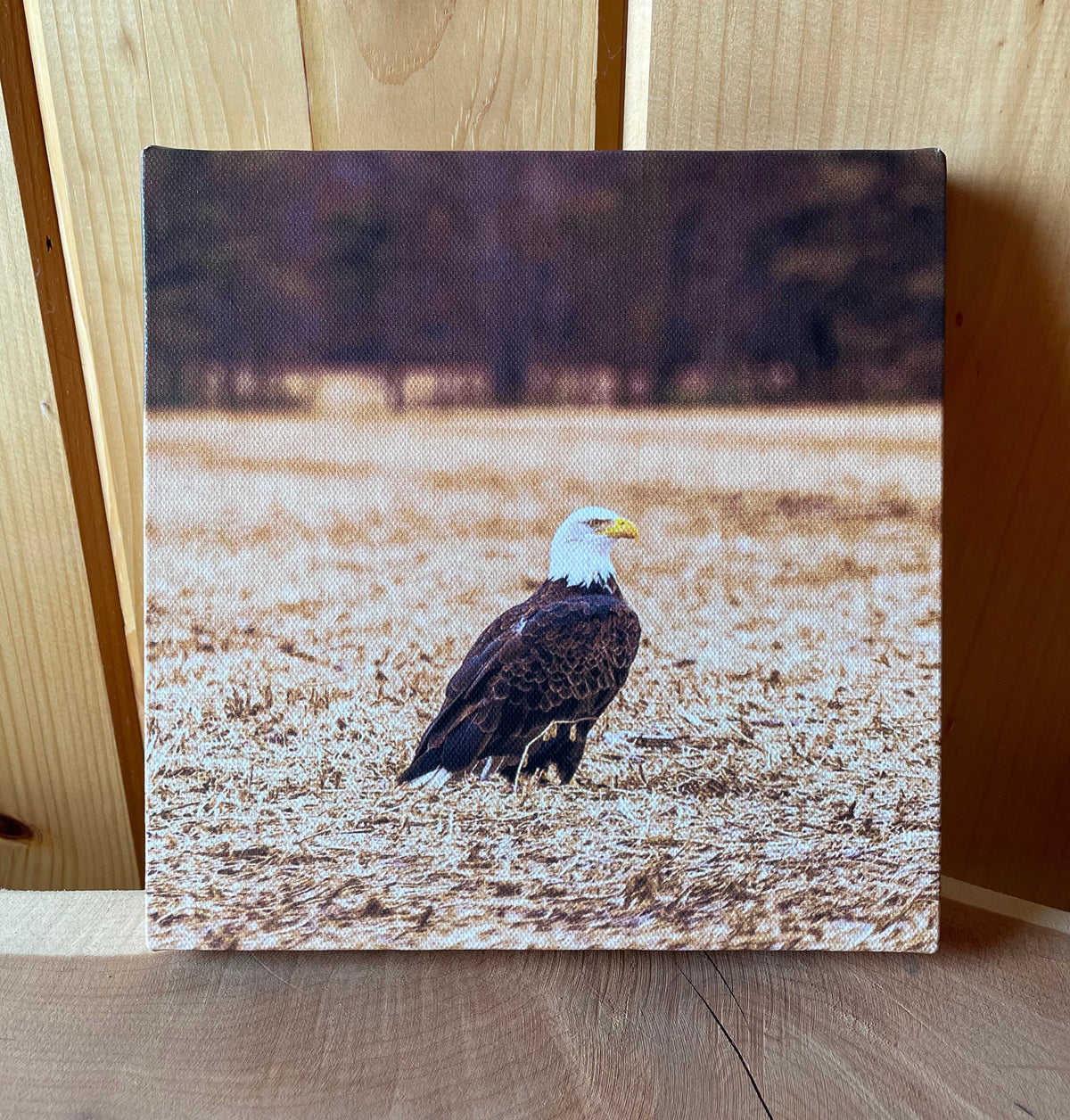 North American Bald Eagle Canvas Print - Wildlife Wall Decor - Wildlife Photography
