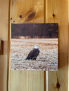 North American Bald Eagle Canvas Print - Wildlife Wall Decor - Wildlife Photography
