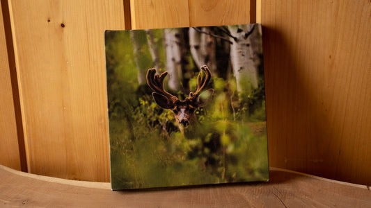 Colorado Mule Deer in Velvet Wall Canvas - Wildlife Photography - Rocky Mountain Wall Canvas