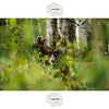 Colorado Mule Deer in Velvet Wall Canvas - Wildlife Photography - Rocky Mountain Wall Canvas