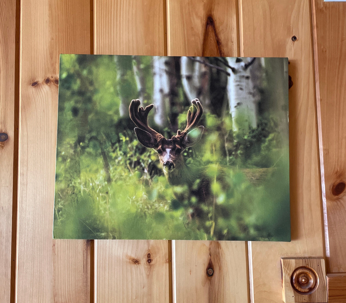 Colorado Mule Deer in Velvet Wall Canvas - Wildlife Photography - Rocky Mountain Wall Canvas