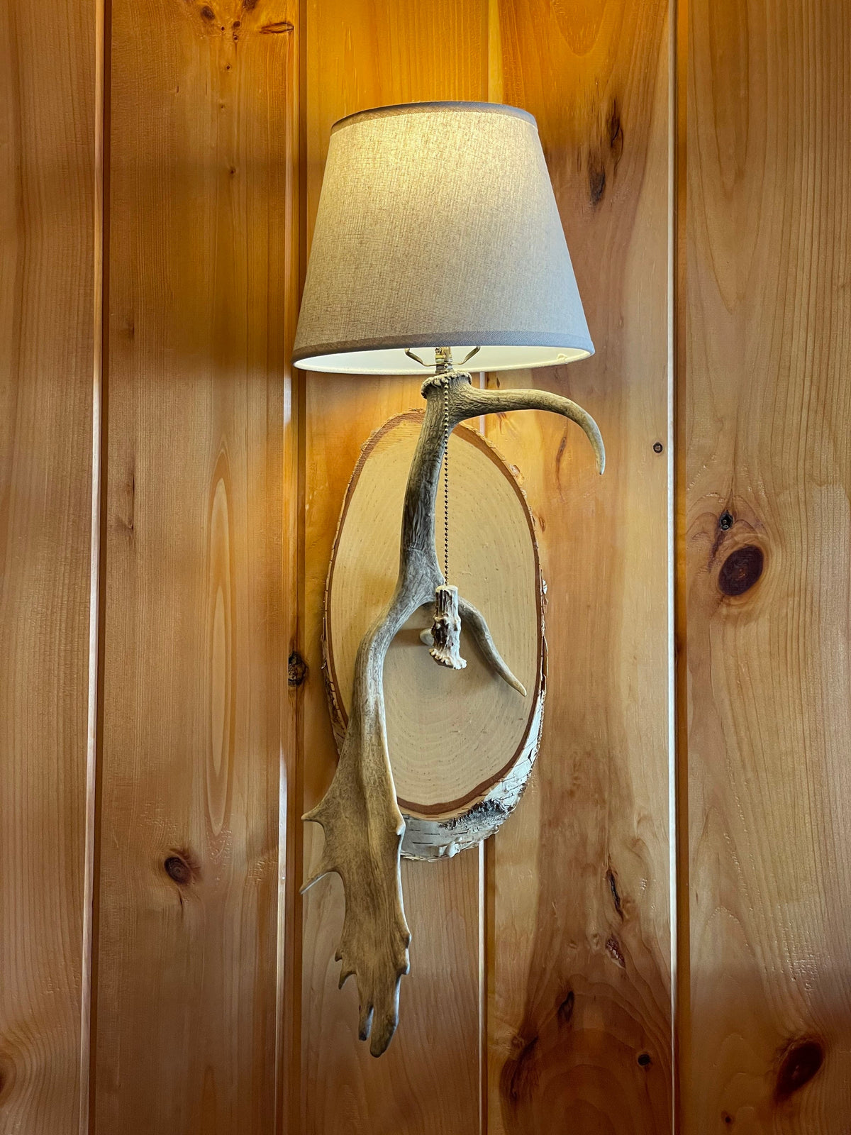 Fallow Deer Antler Sconces - Hardwired Pair with Shades