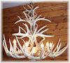 22 Antler, 8 Light Cascading Whitetail Antler Chandelier