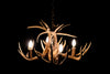 8 Antler, 4 Light Mini Whitetail Antler Chandelier