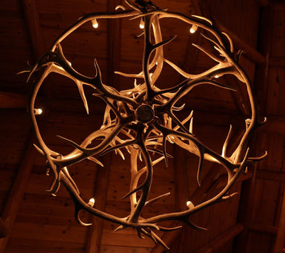 24 Antler, 27 Light Elk Antler Chandelier