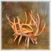 Whitetail Antler Log Holder