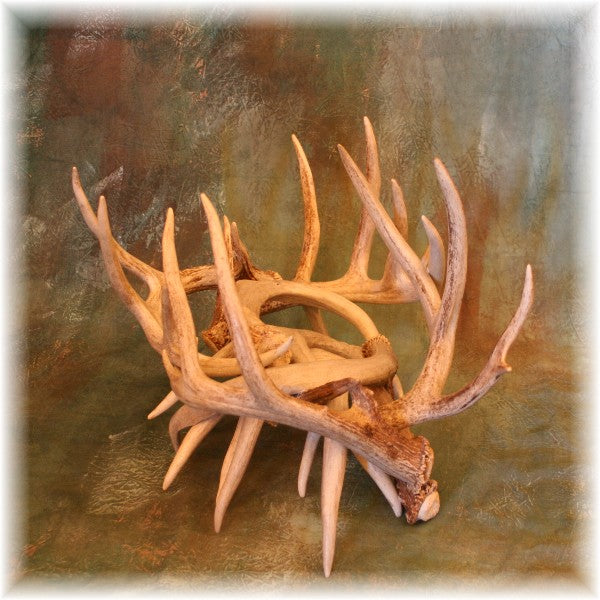 Medium Elk Antler Coat Rack/Hall Tree - Crooked Creek Antler Art