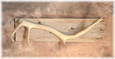 Elk Antler Coat-Hat Rack