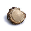 Elk Antler Burr Belt Buckle