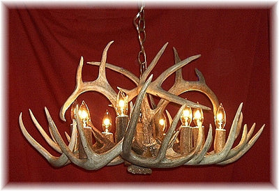 12 Antler, 8 Light Whitetail Antler Chandelier