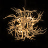 White - Whitetail/Mule Deer Antler Tumbleweed Chandelier on Sale in stock