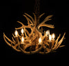 12 Antler, 8 Light Whitetail Antler Chandelier